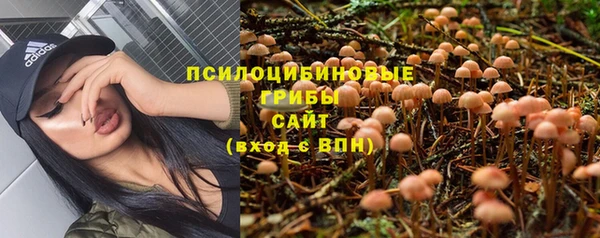 сатива Абинск